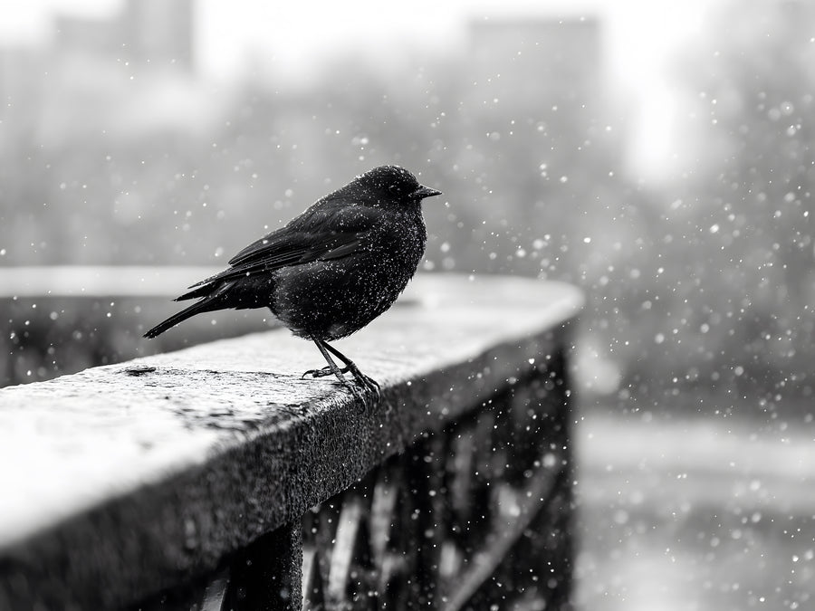 Pittura London Winter Bird - Decorazione murale moderna